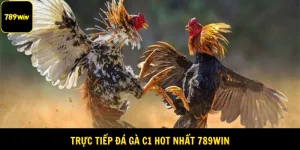 Trực Tiếp Đá Gà C1